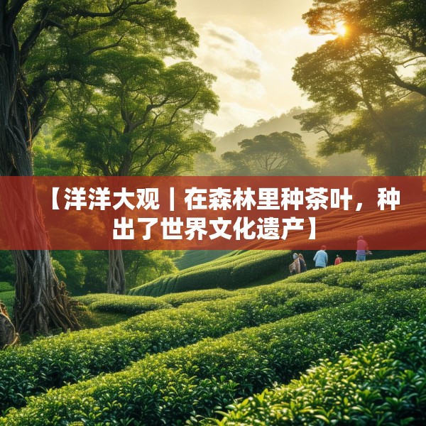 【洋洋大观｜在森林里种茶叶，种出了世界文化遗产】